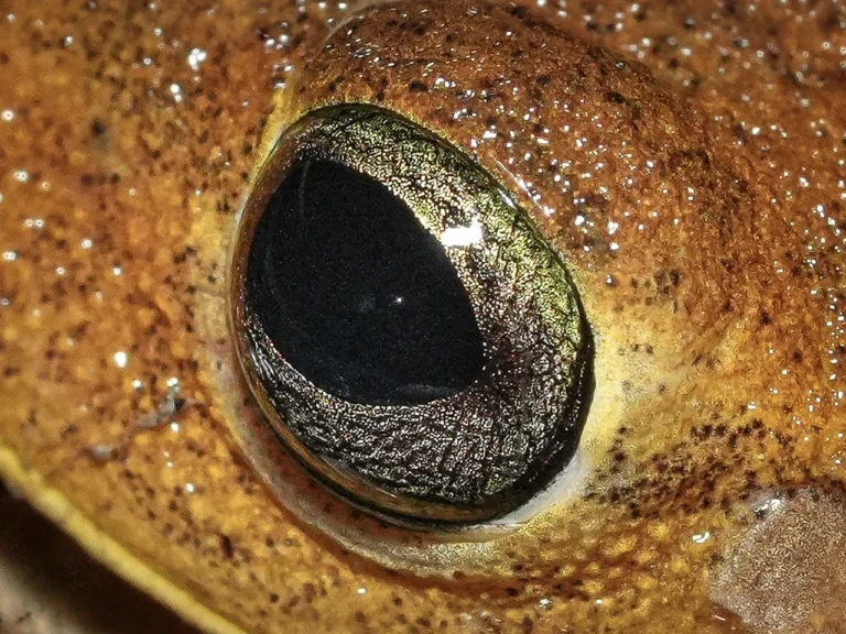 Home herpetos